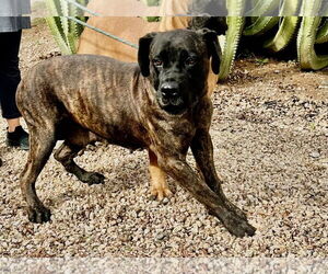 Mutt Dogs for adoption in Goodyear, AZ, USA
