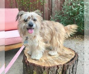 Havanese-Unknown Mix Dogs for adoption in Palo Alto, CA, USA