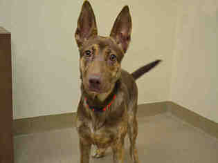 Catahoula Leopard Dog Dogs for adoption in Aurora, CO, USA