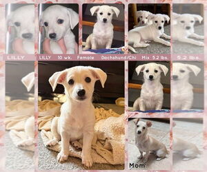 Chiweenie Dogs for adoption in Mesa, AZ, USA