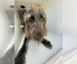 Irish Wolfhound-Unknown Mix Dogs for adoption in Houston, TX, USA