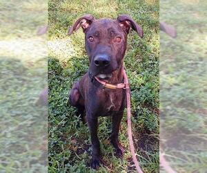 Labrador Retriever-Unknown Mix Dogs for adoption in Fort Lauderdale, FL, USA