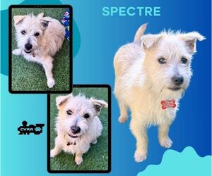 Mutt Dogs for adoption in Lindsay, CA, USA