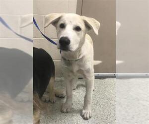 German Shepherd Dog Dogs for adoption in Conroe, TX, USA