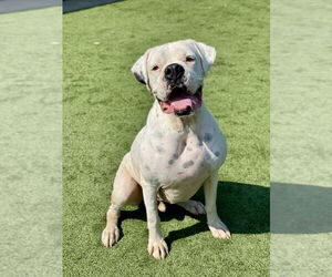 Boxer Dogs for adoption in Austin, TX, USA