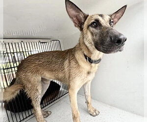 Mutt Dogs for adoption in Houston, TX, USA