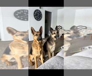 German Shepherd Dog Dogs for adoption in Kansas City, MO, USA