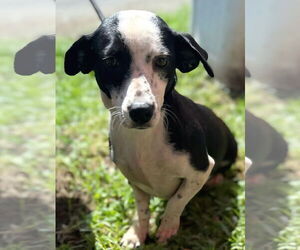 Mutt Dogs for adoption in Virginia Beach, VA, USA