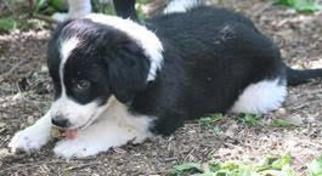 Labrador Retriever-Unknown Mix Dogs for adoption in Rolling Meadows, IL, USA