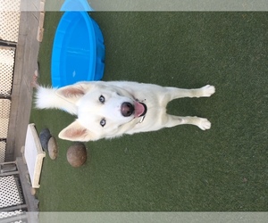 Medium Photo #1 Huskies -white german shepherd Mix Puppy For Sale in Newport Beach, CA, USA