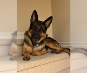 German Shepherd Dog Dogs for adoption in Plantation, FL, USA