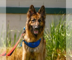 German Shepherd Dog Dogs for adoption in Salt Lake City, UT, USA