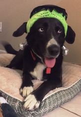 Border Collie Dogs for adoption in DeLand, FL, USA