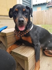 Rottweiler Dogs for adoption in Thonotosassa, FL, USA