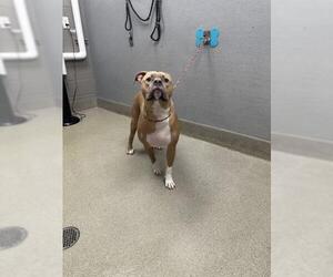 American Pit Bull Terrier-Unknown Mix Dogs for adoption in Las Vegas, NV, USA