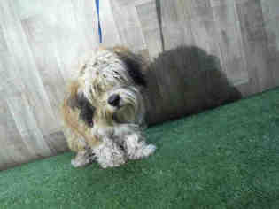 Bearded Collie Dogs for adoption in Orlando, FL, USA
