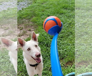 German Shepherd Dog-Siberian Husky Mix Dogs for adoption in Valrico, FL, USA