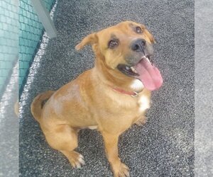 Mutt Dogs for adoption in Stroudsburg, PA, USA
