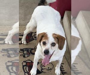 Beagle-Unknown Mix Dogs for adoption in O Fallon, MO, USA