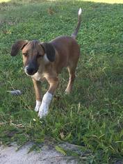 Beagle Dogs for adoption in Del Rio, TX, USA