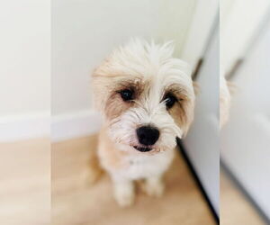 Mutt Dogs for adoption in Sandy, UT, USA