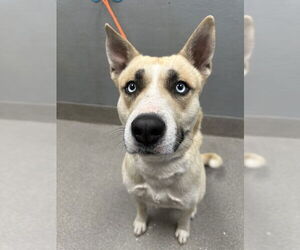 Siberian Husky-Unknown Mix Dogs for adoption in Las Vegas, NV, USA
