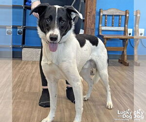 Border Collie-Unknown Mix Dogs for adoption in Washington, DC, USA