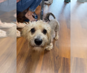 Mutt Dogs for adoption in Cranston, RI, USA