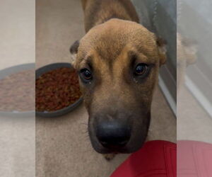 Mutt Dogs for adoption in Canton, CT, USA