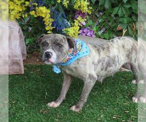 Mutt Dogs for adoption in Oklahoma City, OK, USA