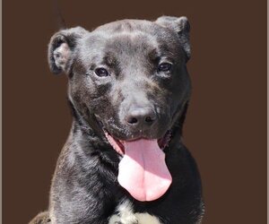 American Pit Bull Terrier-Unknown Mix Dogs for adoption in Marble, NC, USA