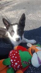 Border Collie Dogs for adoption in Raleigh, NC, USA