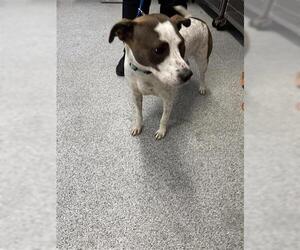 German Shorthaired Lab Dogs for adoption in Houston, TX, USA