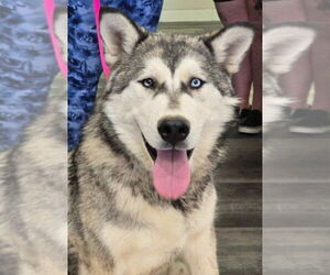 Alaskan Malamute-Huskies Mix Dogs for adoption in Lakewood, CO, USA