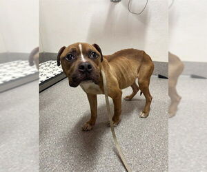 Mutt Dogs for adoption in Louisville, KY, USA