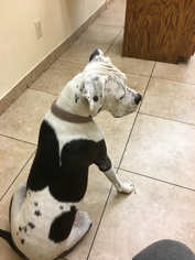 Bulloxer Dogs for adoption in Chandler, AZ, USA