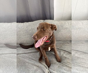 Chocolate Labrador retriever-Unknown Mix Dogs for adoption in NEWPORT NH, NH, USA