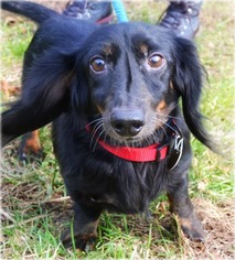 Dachshund Dogs for adoption in Huntington, NY, USA