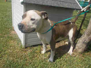 Medium Photo #1 Staffordshire Bull Terrier Puppy For Sale in Rosenberg, TX, USA