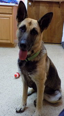 German Shepherd Dog Dogs for adoption in York, SC, USA