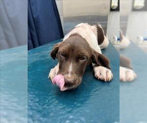 German Shorthaired Lab Dogs for adoption in Mobile, AL, USA