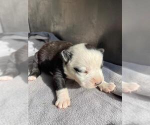 American Bulldog-German Shepherd Dog Mix Dogs for adoption in HESPERIA, CA, USA