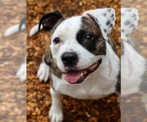 Medium Photo #22 American Staffordshire Terrier-Bulldog Mix Puppy For Sale in Blackwood, NJ, USA