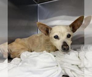 Chihuahua Dogs for adoption in San Antonio, TX, USA