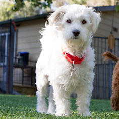 Maltese-Unknown Mix Dogs for adoption in Malibu, CA, USA