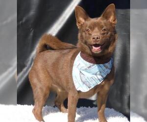 Schipperke Dogs for adoption in Carrollton, TX, USA