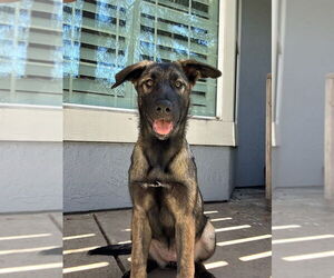 German Shepherd Dog Dogs for adoption in West Sacramento, CA, USA
