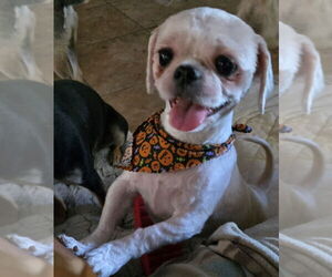 Shih Tzu Dogs for adoption in San Antonio, TX, USA