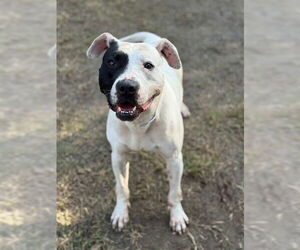 Mutt Dogs for adoption in Riverside, CA, USA