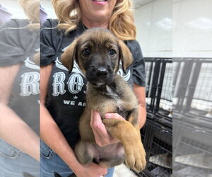 Mutt Dogs for adoption in Gilberts, IL, USA